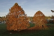 Autumn Leaves, Vancouver Nature