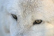 Wolves, Canada Stock Photos