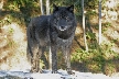 Wolves, Canada Stock Photos