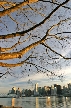 Autumn Leaves, Vancouver Nature