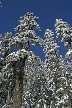 Cypress Mountain, Canada Stock Photos