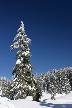 Cypress Mountain, Canada Stock Photos