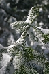 Cypress Mountain, Canada Stock Photos