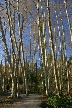 Winter Trees, Canada Stock Photographs