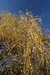 Autumn Leaves, Vancouver Nature