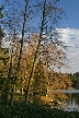 Autumn Leaves, Vancouver Nature