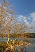 Autumn Leaves, Vancouver Nature