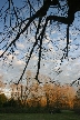 Winter Trees, Canada Stock Photographs