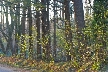 Winter Trees, Canada Stock Photographs