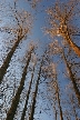 Winter Trees, Canada Stock Photographs