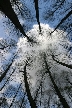 Winter Trees, Canada Stock Photographs