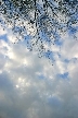 Winter Trees, Canada Stock Photographs