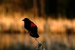 Red-Winged Blackbird, Canada Stock Photos