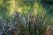 Plants, Canada Stock Photos