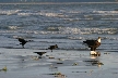 Vancouver Gull, Canada Stock Photographs