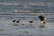 Seagull, Canada Stock Photos