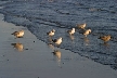 Seagull, Canada Stock Photos