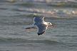 Seagull, Canada Stock Photos