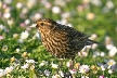 Bird, Canada Stock Photos