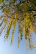 Autumn Leaves, Vancouver Nature