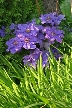 Flowers, Canada Stock Photographs