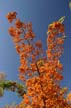 Autumn Leaves, Vancouver Nature