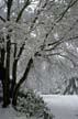 Winter Scenes, Burnaby Park