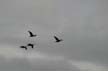 Canadian Geese, Canada Stock Photographs