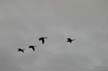 Canadian Geese, Canada Stock Photographs