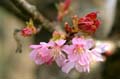 Spring Time, Stanley Park