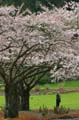 Spring Blossoms, Stanley Park