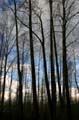 Winter Trees, Burnaby Deer Lake