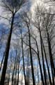 Winter Trees, Burnaby Deer Lake