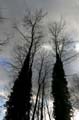 Winter Trees, Burnaby Deer Lake