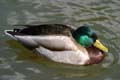 Baby Ducks, Canada Stock Photographs