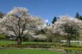 Spring Time, Stanley Park