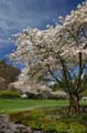 Blossoms, Stanley Park