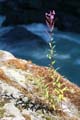 Wild Flowers, Canada Stock Photographs