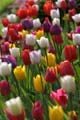 Tulips, Canada Stock Photographs