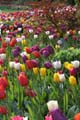 Tulips, Canada Stock Photographs