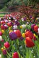 Tulips, Canada Stock Photographs