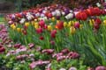 Tulips, Canada Stock Photographs