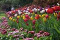 Tulips, Canada Stock Photographs