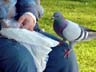 Pigeon(s), Canada Stock Photos