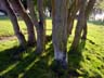 Bay Parks, English Bay Parks