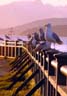 Seagulls Sitting In A Row, Vancouver Wildlife