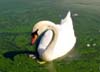 Swan, Canada Stock Photographs