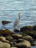 Great Blue Heron, Chilliwack