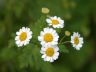 Daisy, Vancouver Gardens