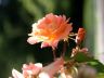 Rose Garden Flowers, Vancouver Gardens